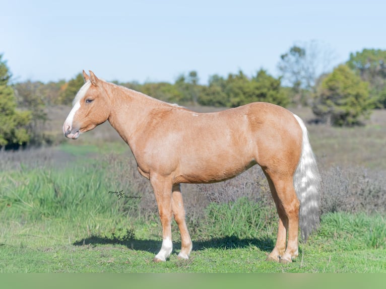 Meer ponys/kleine paarden Merrie 4 Jaar 135 cm Palomino in Weaubleau