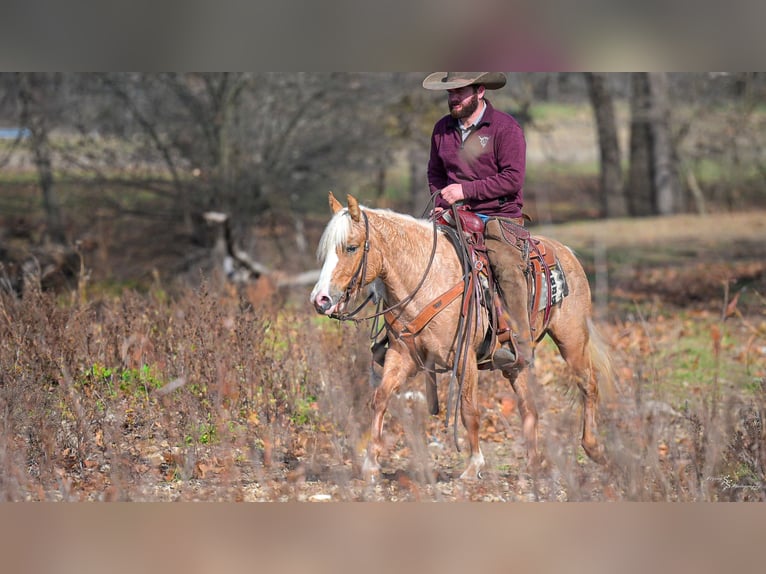 Meer ponys/kleine paarden Merrie 4 Jaar 135 cm Palomino in Weaubleau