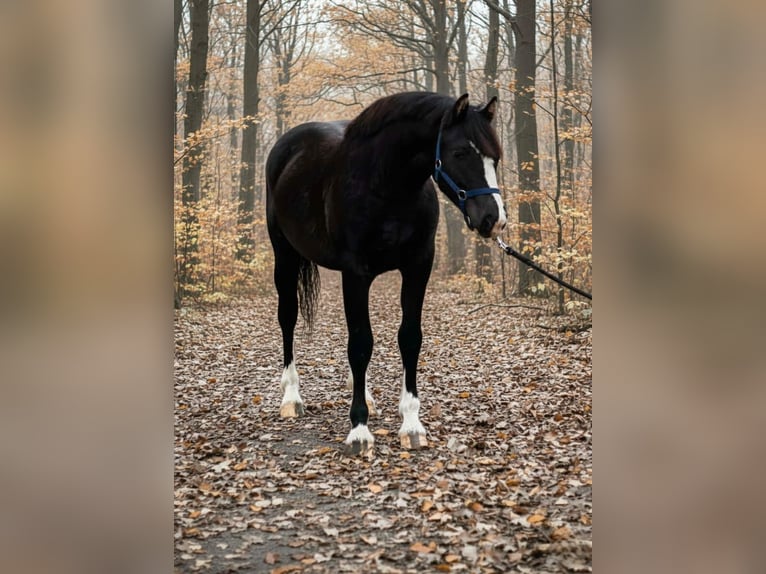 Meer ponys/kleine paarden Merrie 4 Jaar 137 cm Zwart in Békéscsaba