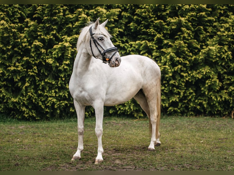 Meer ponys/kleine paarden Merrie 4 Jaar 140 cm Appaloosa in Lubin