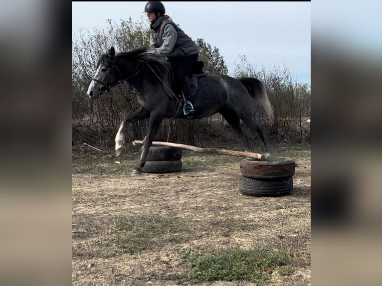 Meer ponys/kleine paarden Merrie 4 Jaar 140 cm Appelschimmel in Békés Meer ponys/kleine paarden Merrie 4 Jaar 140 cm Appelschimmel in Békés