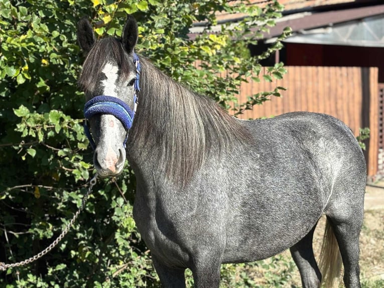Meer ponys/kleine paarden Merrie 4 Jaar 140 cm Appelschimmel in Békés Meer ponys/kleine paarden Merrie 4 Jaar 140 cm Appelschimmel in Békés