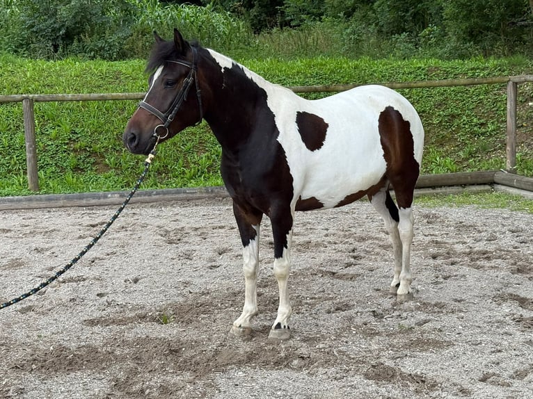 Meer ponys/kleine paarden Merrie 4 Jaar 140 cm Gevlekt-paard in Wellheim