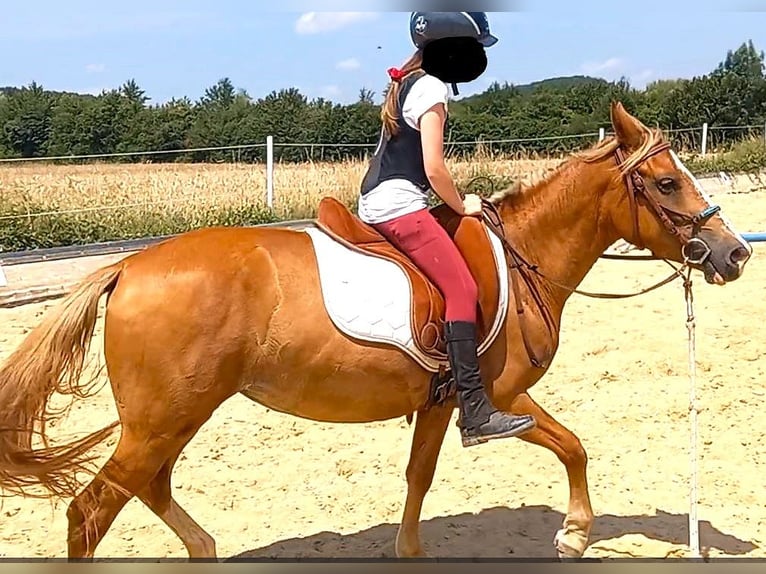 Meer ponys/kleine paarden Merrie 4 Jaar 140 cm Vos in Zwettl Stift
