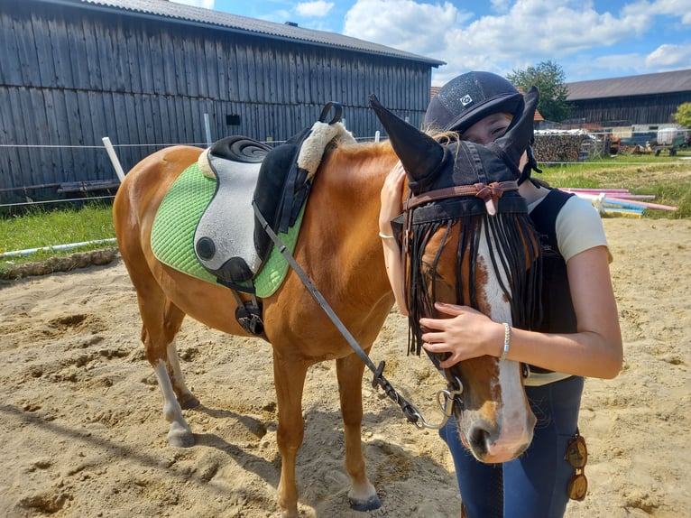 Meer ponys/kleine paarden Merrie 4 Jaar 140 cm Vos in Zwettl Stift Meer ponys/kleine paarden Merrie 4 Jaar 140 cm Vos in Zwettl Stift