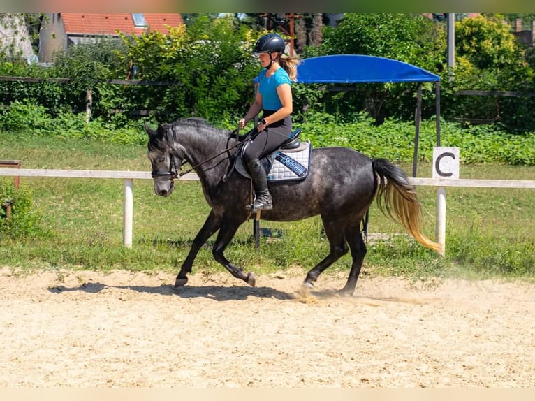 Meer ponys/kleine paarden Merrie 4 Jaar 142 cm Schimmel in &#xD6;cs&#xF6;d