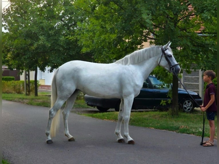 Meer ponys/kleine paarden Merrie 4 Jaar 142 cm Schimmel in B&#xE9;k&#xE9;scsaba