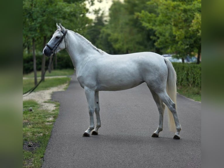 Meer ponys/kleine paarden Merrie 4 Jaar 142 cm Schimmel in B&#xE9;k&#xE9;scsaba