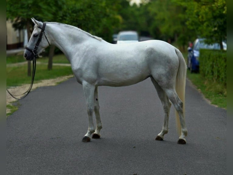 Meer ponys/kleine paarden Merrie 4 Jaar 142 cm Schimmel in B&#xE9;k&#xE9;scsaba