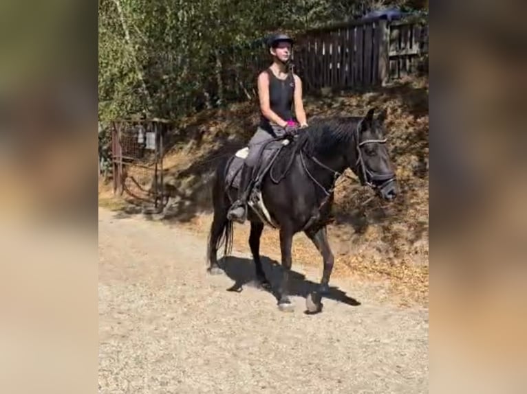 Meer ponys/kleine paarden Merrie 4 Jaar 142 cm Zwart in Rechnitz