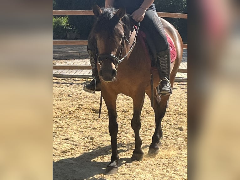 Meer ponys/kleine paarden Merrie 4 Jaar 144 cm Bruin in Ursensollen