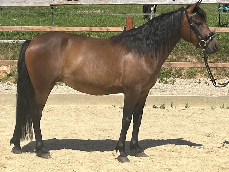 Meer ponys/kleine paarden Merrie 4 Jaar 144 cm Bruin in Ursensollen