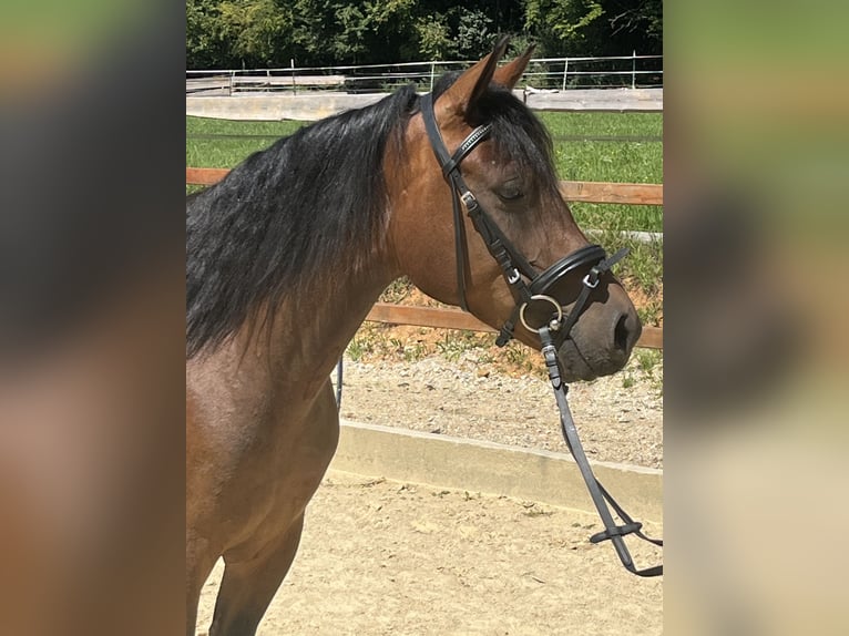 Meer ponys/kleine paarden Merrie 4 Jaar 144 cm Bruin in Ursensollen