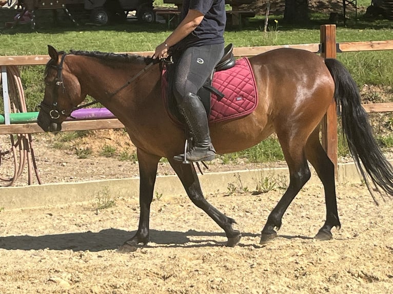 Meer ponys/kleine paarden Merrie 4 Jaar 144 cm Bruin in Ursensollen