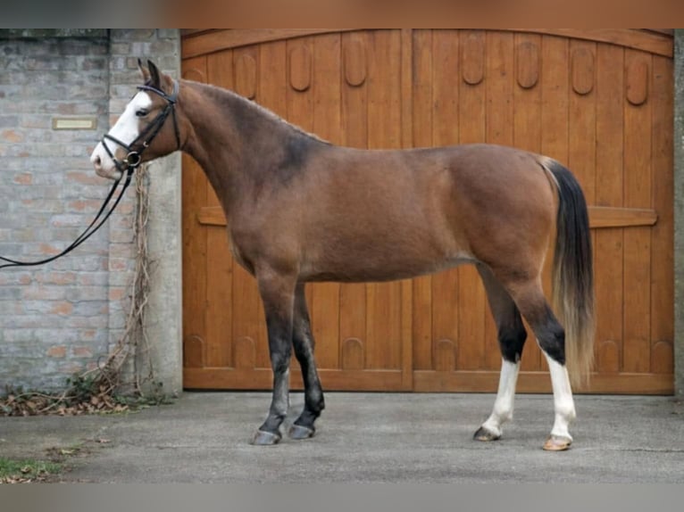 Meer ponys/kleine paarden Merrie 4 Jaar 145 cm Bruin in Csabaszabadi