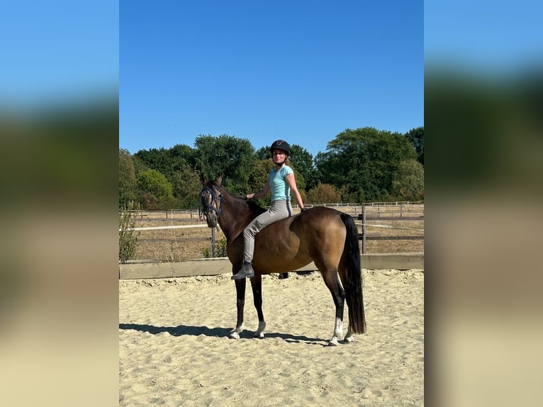 Meer ponys/kleine paarden Merrie 4 Jaar 146 cm Buckskin in Gelsenkirchen