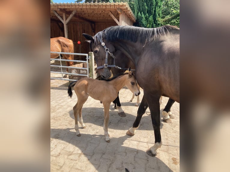 Meer ponys/kleine paarden Merrie 4 Jaar 146 cm Buckskin in Gelsenkirchen