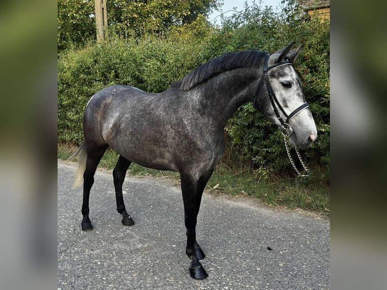 Meer ponys/kleine paarden Merrie 4 Jaar 148 cm Appelschimmel in Wien, Innere Stadt