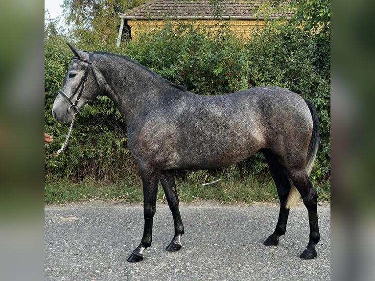 Meer ponys/kleine paarden Merrie 4 Jaar 148 cm Appelschimmel in Wien, Innere Stadt