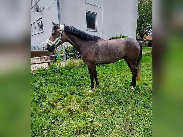 Meer ponys/kleine paarden Merrie 4 Jaar 148 cm Brown Falb schimmel in Bielefeld