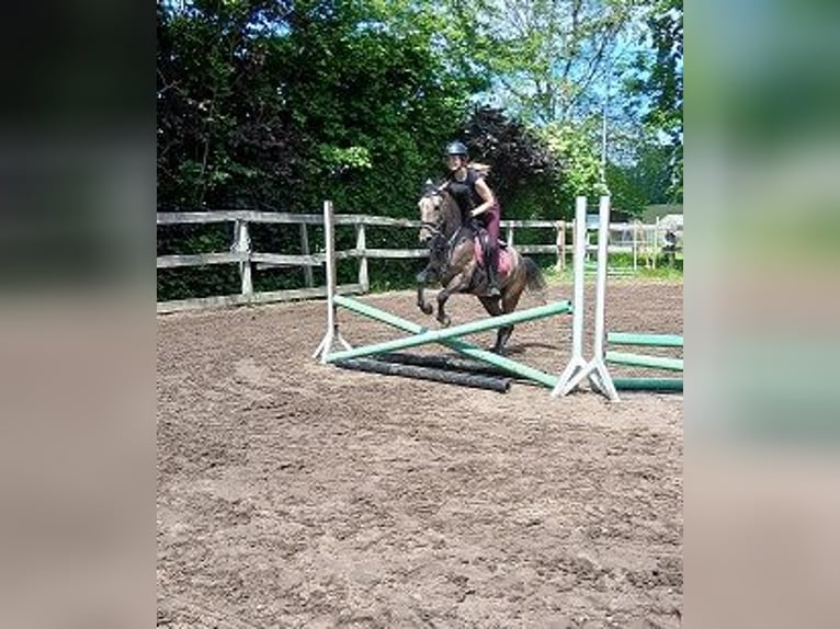 Meer ponys/kleine paarden Merrie 4 Jaar 148 cm Brown Falb schimmel in Bielefeld