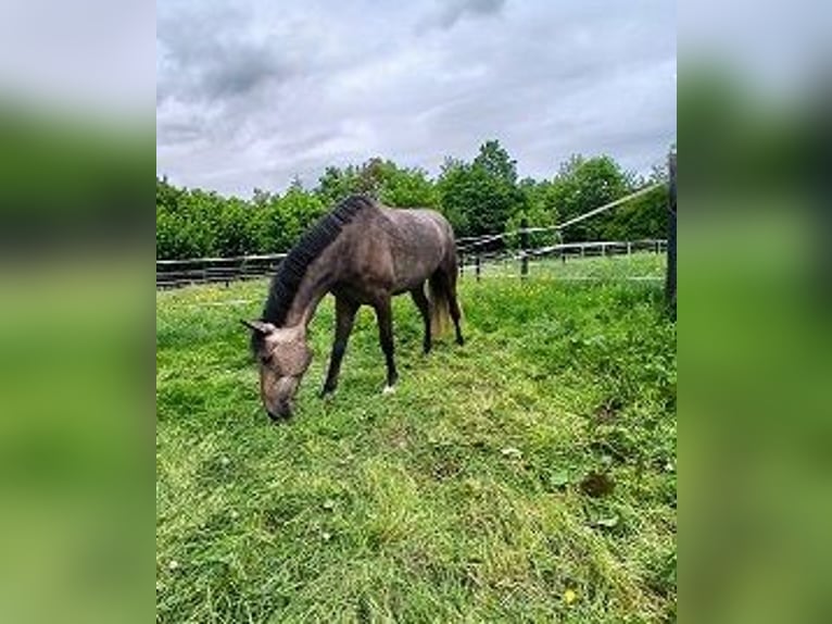 Meer ponys/kleine paarden Merrie 4 Jaar 148 cm Brown Falb schimmel in Bielefeld