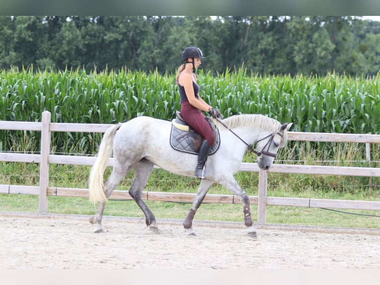 Meer ponys/kleine paarden Merrie 4 Jaar 150 cm Appelschimmel in Bogaarden