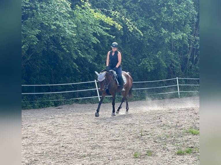 Meer ponys/kleine paarden Mix Merrie 4 Jaar 150 cm Bruin in Weilerswist