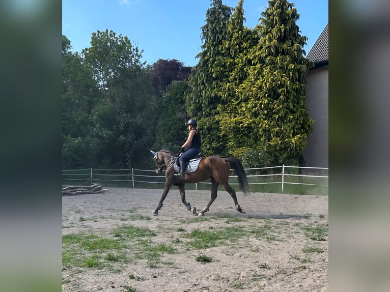 Meer ponys/kleine paarden Mix Merrie 4 Jaar 150 cm Bruin in Weilerswist