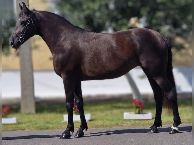 Meer ponys/kleine paarden Mix Merrie 4 Jaar 151 cm Zwartbruin in B&#xE9;k&#xE9;scsaba