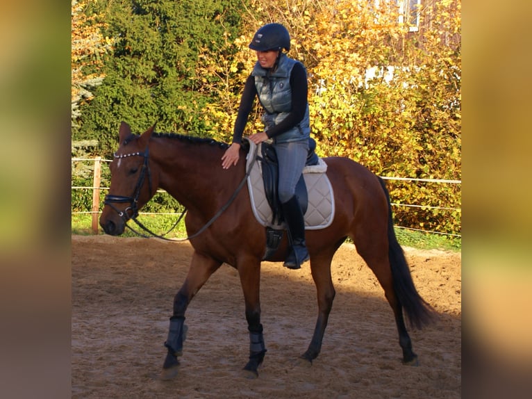 Meer ponys/kleine paarden Merrie 4 Jaar 152 cm Bruin in Velpke