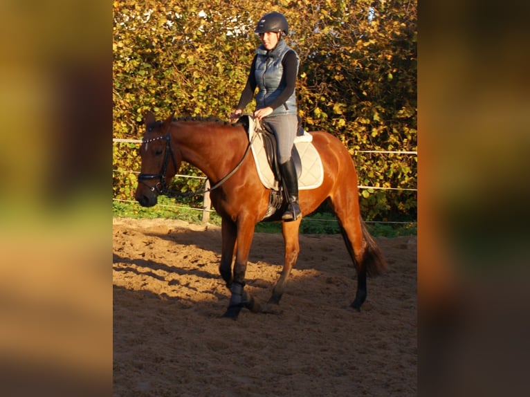 Meer ponys/kleine paarden Merrie 4 Jaar 152 cm Bruin in Velpke