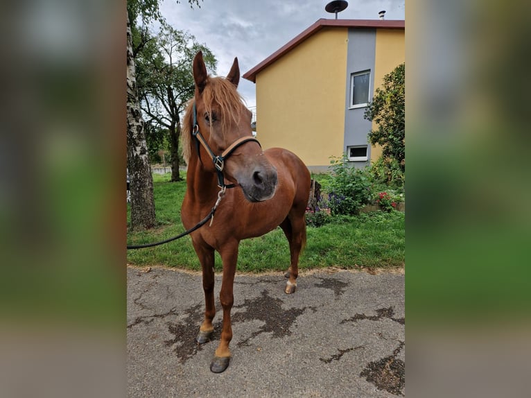 Meer ponys/kleine paarden Merrie 4 Jaar 152 cm Vos in Bruchsal