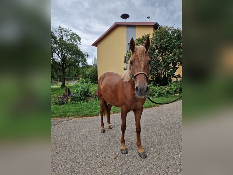 Meer ponys/kleine paarden Merrie 4 Jaar 152 cm Vos in Bruchsal