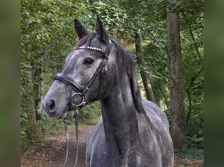 Meer ponys/kleine paarden Merrie 4 Jaar 153 cm Zwartschimmel in Wachtendonk
