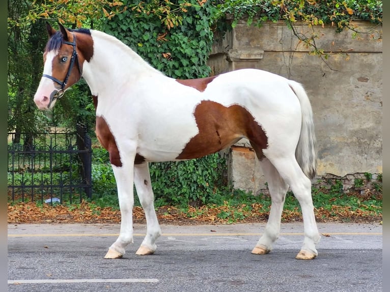 Meer ponys/kleine paarden Merrie 4 Jaar 155 cm Gevlekt-paard in Neu Gaarz