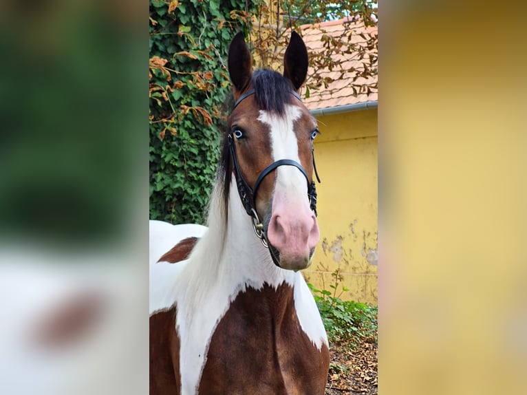 Meer ponys/kleine paarden Merrie 4 Jaar 155 cm Gevlekt-paard in Neu Gaarz