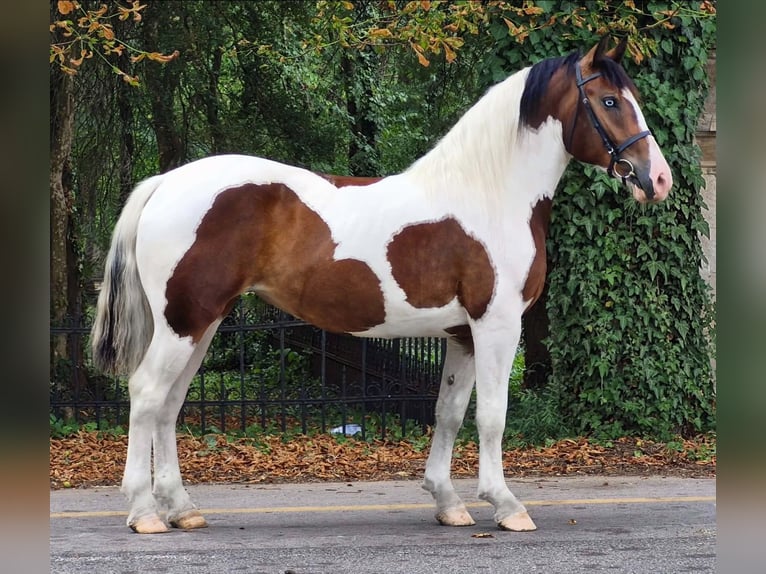 Meer ponys/kleine paarden Merrie 4 Jaar 155 cm Gevlekt-paard in Neu Gaarz
