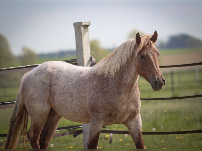 Meer ponys/kleine paarden Merrie 4 Jaar 155 cm Roan-Red in Pastetten