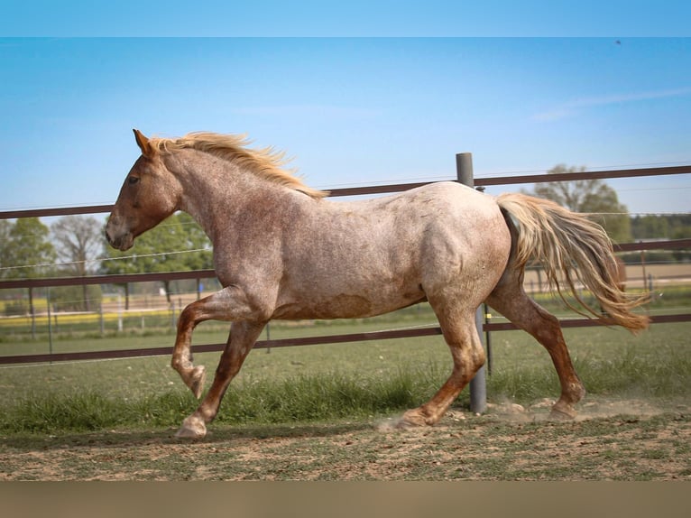 Meer ponys/kleine paarden Merrie 4 Jaar 155 cm Roan-Red in Pastetten