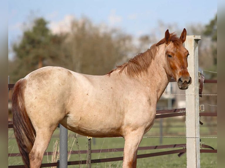 Meer ponys/kleine paarden Merrie 4 Jaar 160 cm Roan-Red in Pastetten