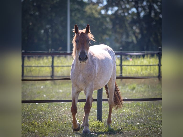 Meer ponys/kleine paarden Merrie 4 Jaar 160 cm Roan-Red in Pastetten