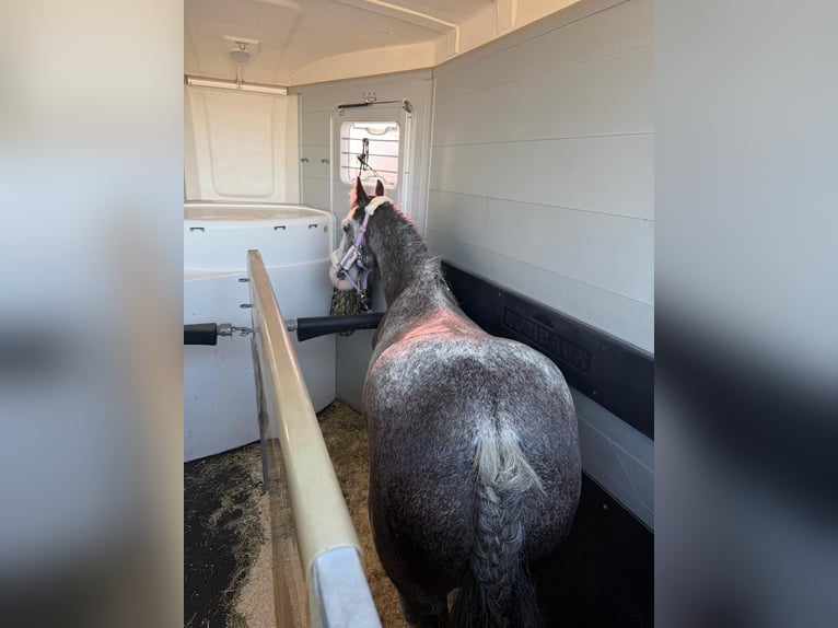 Meer ponys/kleine paarden Merrie 4 Jaar Roan-Blue in Wickede