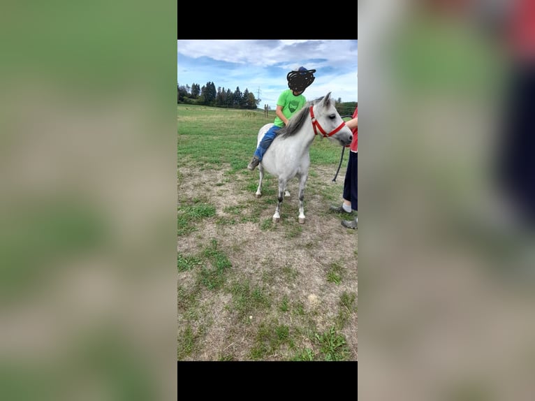 Meer ponys/kleine paarden Mix Merrie 5 Jaar 105 cm Appelschimmel in Bad Saulgau