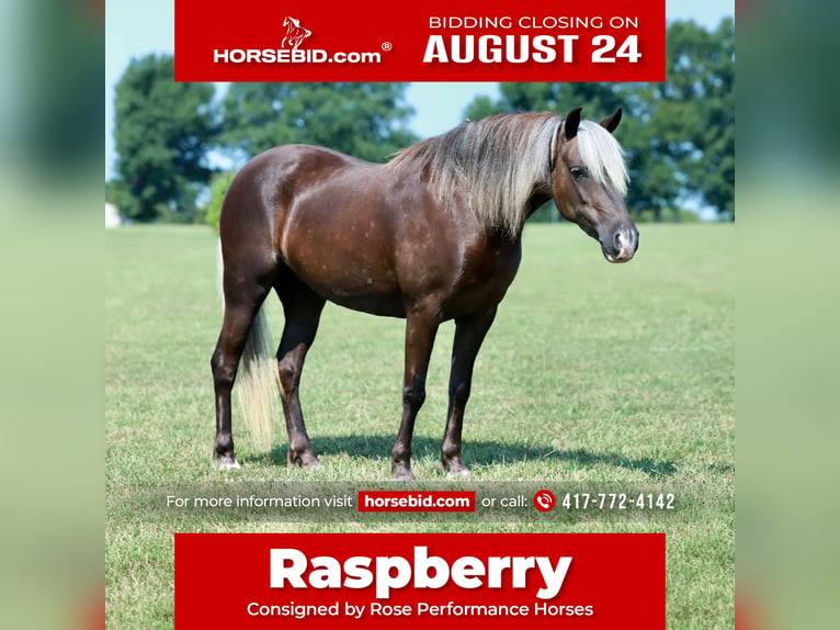 Meer ponys/kleine paarden Merrie 5 Jaar 112 cm  in Purdy