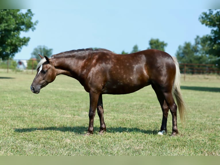 Meer ponys/kleine paarden Merrie 5 Jaar 112 cm  in Purdy