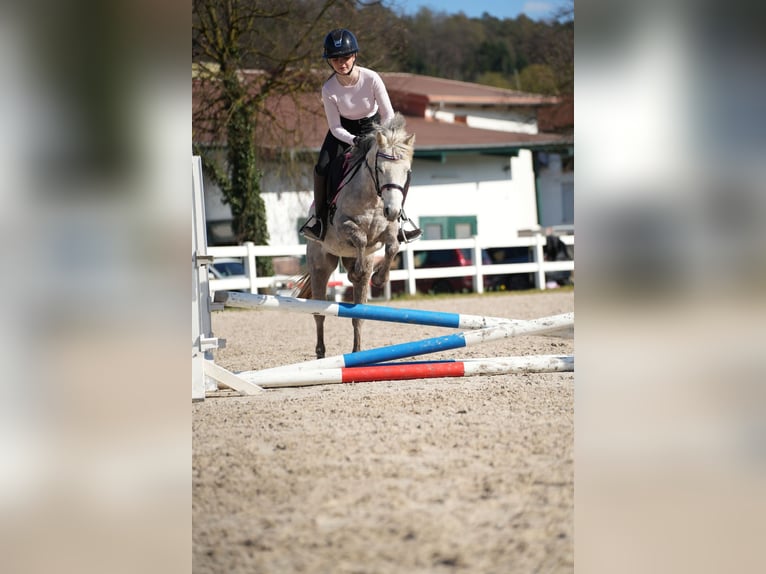 Meer ponys/kleine paarden Merrie 5 Jaar 122 cm Schimmel in Wächtersbach