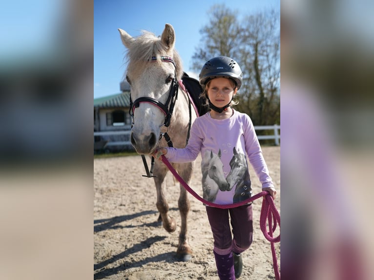 Meer ponys/kleine paarden Merrie 5 Jaar 122 cm Schimmel in Wächtersbach