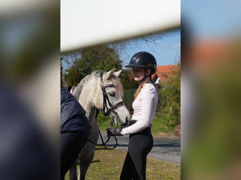 Meer ponys/kleine paarden Merrie 5 Jaar 122 cm Schimmel in Wächtersbach