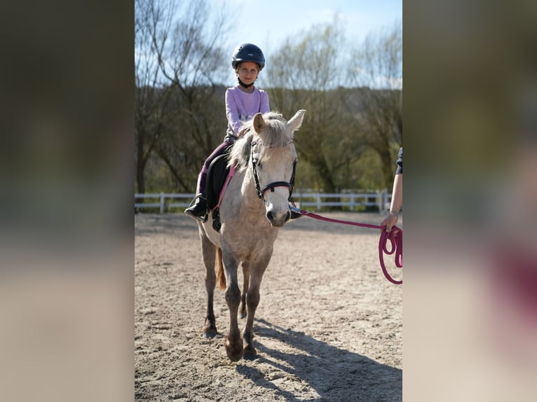 Meer ponys/kleine paarden Merrie 5 Jaar 122 cm Schimmel in Wächtersbach
